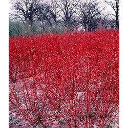 Extra image of 15 x 2-3ft Red Dogwood (Cornus Alba 'Sibirica') Field Grown Hedging Plants Tree Sapling