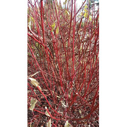 Extra image of 25 x 1-2ft Red Dogwood (Cornus Alba 'Sibirica') Field Grown Hedging Plants Tree Sapling