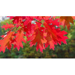 Extra image of 10 x 2-3ft Red Oak (Quercus Rubra) Field Grown Hedging Plants Tree Whip Sapling