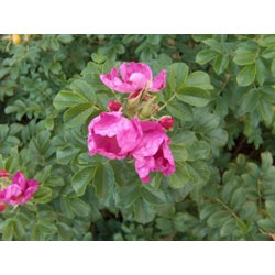 Small Image of 50 x 2ft Hedging Rose (Rosa Rugosa) Field Grown Bare Root Hedging Plants Tree Whip Sapling - Wildlife Friendly