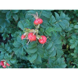 Extra image of 100 x 1-2ft Hedging Rose (Rosa Rugosa) Field Grown Bare Root Hedging Plants Tree Whip Sapling - Wildlife Friendly