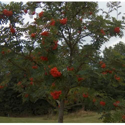 Small Image of 75 x 5ft Rowan (Sorbus Acuparia) / Mountain Ash Native Hedge Plants Hedging Bare Root Tree Saplings