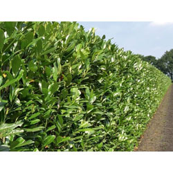 Extra image of Shady Laurel Evergreen Hedge Plants Hardy Bare Root 35 x 3ft tall