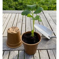 Extra image of Nutley's Biodegradable 9cm Plant Pots - Pack Quantity: 100