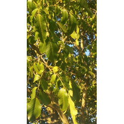 Extra image of 25 x 40-60cm Walnut (Juglans Regia) Field Grown saplings Hedging Plants Tree Whip