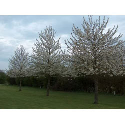 Small Image of 40 x 2-3ft Wild Cherry (Prunus Avium) Bare Root Hedging Plants Tree Whips Sapling