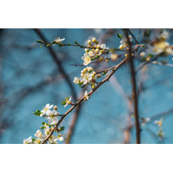 Extra image of Wild Cherry (Prunus Avium) Bare Root Hedging Plants - 3-4ft