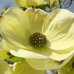 Extra image of Yellow Dogwood (Cornus Stolonifera 'Flaviramea') Field Grown Hedging Plants
