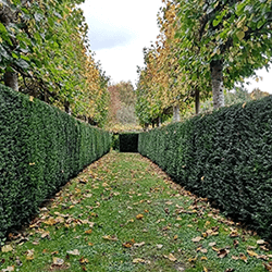 Extra image of 125 x 20-30cm Yew (Taxus Baccata) Evergreen Bare Root Hedging Plants