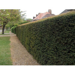 Small Image of 35 x 20-30cm Yew (Taxus Baccata) Evergreen Bare Root Hedging Plants