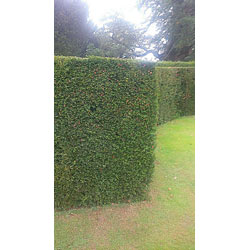 Extra image of 75 x 30-40cm Yew (Taxus Baccata) Evergreen Bare Root Hedging Plants