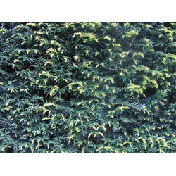 Extra image of 100 x 20-30cm Yew (Taxus Baccata) Evergreen Bare Root Hedging Plants
