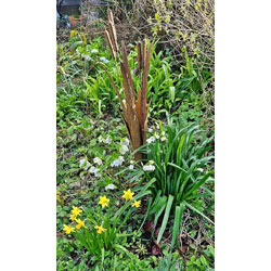 Image of Decorative Reeds Garden Stake