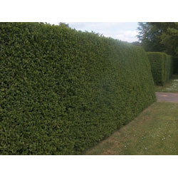 Extra image of 5 x4-5ft tall potted Green Privet evergreen hedge plant saplings hedging