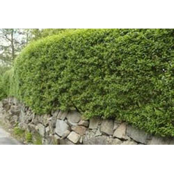 Extra image of 5 x4-5ft tall potted Green Privet evergreen hedge plant saplings hedging