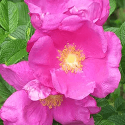 Extra image of 75 x 0.5-1ft (15-30cm) Hedging Rose (Rosa Rugosa) Field Grown Bare Root Hedging Plants Tree Whip Sapling - Wildlife Friendly