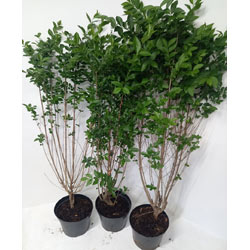Small Image of 5 x4-5ft tall potted Green Privet evergreen hedge plant saplings hedging