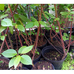 Extra image of 5 x 2-3ft tall potted Red Dogwood native hedge plant saplings hedging