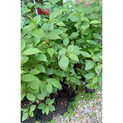 Small Image of 5 x 2-3ft tall potted Red Dogwood native hedge plant saplings hedging