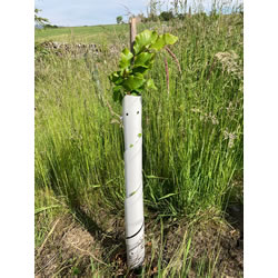 Small Image of 250 White Spiral Tree Guards - 60cm x 38mm
