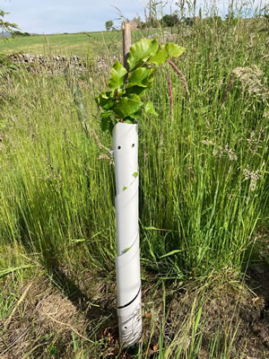 Image of 100 White Spiral Tree Guards with Canes - 60cm x 38mm