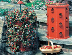 Strawberry Planter