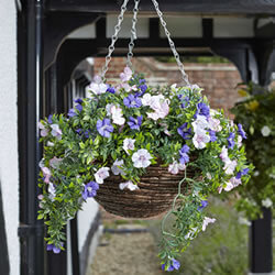 Small Image of Easy Basket - Petunias - Hanging Basket