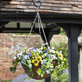 Image of Easy Basket - Pansies - Hanging Basket