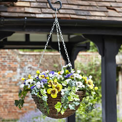 Small Image of Easy Basket - Pansies - Hanging Basket