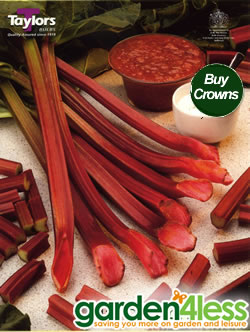 Champagne Rhubarb