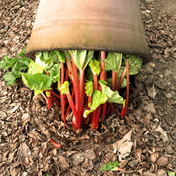 Extra image of 50cm Terracotta Rhubarb Forcer / Clay Cloche